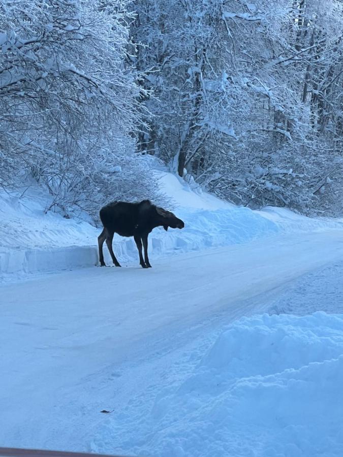 Alaskan Adventure Awaits! Eagle River Екстер'єр фото